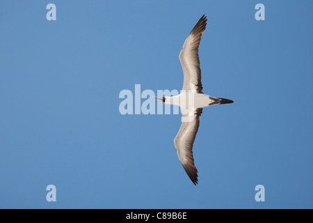 Nazca Booby (Sula granti), Flug über den Südpazifischen Ozean durch klaren blauen Himmel, Galapagos-Inseln, Ecuador Stockfoto