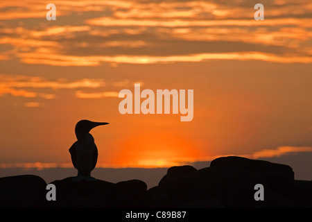 Blaufüßiger Booby auf Felsen, der vor dem orangen Sonnenuntergang auf den Galapagos-Inseln geschildet wurde (Sula nebouxii) Stockfoto