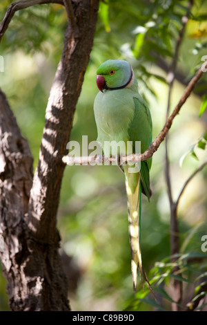 Indische Rose-Ringed Sittich, geflohen waren, auf Ast im Dorf Nimaj, Rajasthan, Nordindien Stockfoto