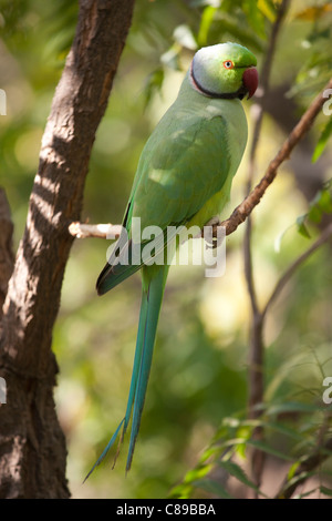 Indische Rose-Ringed Sittich, geflohen waren, auf Ast im Dorf Nimaj, Rajasthan, Nordindien Stockfoto