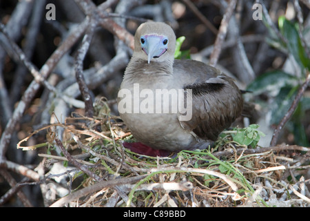 Red-footed Sprengfallen (Sula Sula) braune Phase auf nest Stockfoto