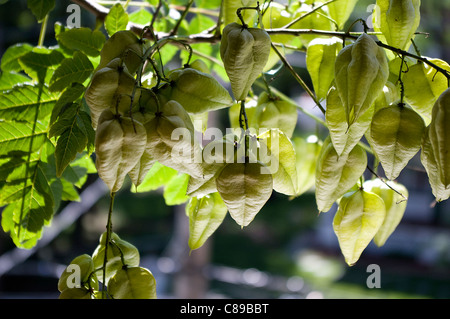 Nahaufnahme des goldenen regen Baum, Pride of India, Lack Baum (Stand Paniculata) Frucht (Samen) Kapseln. Stockfoto