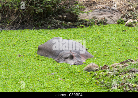 Flusspferd (Hippopotamus Amphibius) im Katavi-Nationalpark, Tansania, Afrika Stockfoto