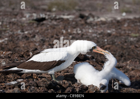 Nazca Booby adulte (Sula granti) attackiert ein Küken derselben Art Stockfoto