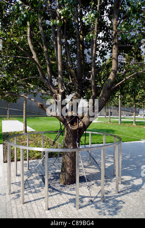Schwer beschädigt von World Trade Center 9 / 11 9/11 Terroranschläge in New York City jetzt ein blühendes Überlebender Baum Callery Pear. Stockfoto