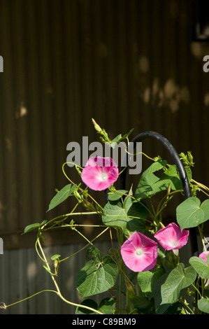 Morning Glory Reben der Sonne entgegen zu erreichen. Stockfoto