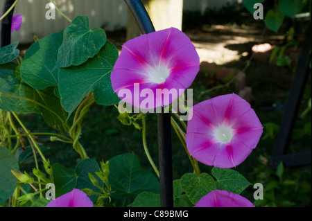 Morning Glory Reben der Sonne entgegen zu erreichen. Stockfoto