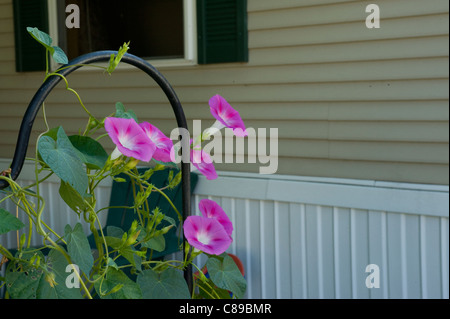 Morning Glory Reben der Sonne entgegen zu erreichen. Stockfoto