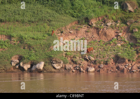 Rinder grasen auf dem Gelände eine kleine Rutsche an den Ufern des Flusses Jangtse unterhalb Fengdu, Chongqing, China Stockfoto