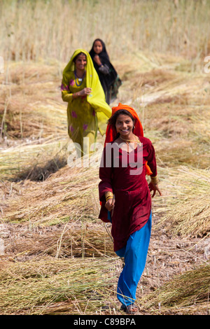 Indische Frauen Landarbeiter auf Bauernhof in Sawai Madhopur in der Nähe von Ranthambore in Rajasthan, Nordindien Stockfoto