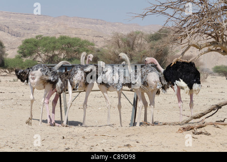 Fütterung der Tiere im Naturschutzgebiet Hai Bar. Yotvata. Arava-Tal. Israel Stockfoto