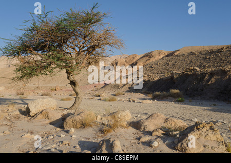 Baum in einer Wüste Wadi. Timna Park. Arava-Tal. Israel Stockfoto