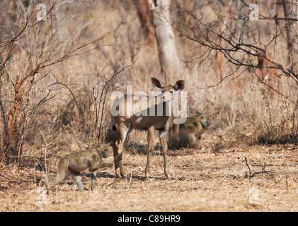 weibliche große Kudu, Tragelaphus Strepsiceros, Vwaza Marsh Game Reserve, Malawi, Afrika Stockfoto