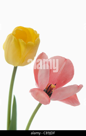 Vielzahl von Tulpen auf weißem Hintergrund, Nahaufnahme Stockfoto