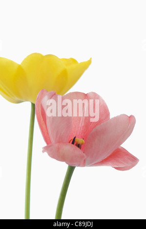 Vielzahl von Tulpen auf weißem Hintergrund, Nahaufnahme Stockfoto