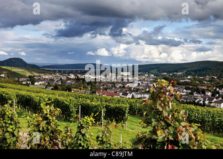 Europa, Deutschland, Rheinland-Pfalz, Bad Neuenahr-Ahrweiler, roter Wein-Wanderweg mit Trauben im Weinberg Stockfoto