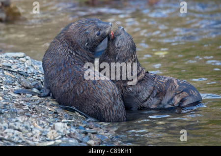 Zwei Antarktis Fell Jungrobben (Arctocephalus Gazella), Godthul, Süd-Georgien Stockfoto