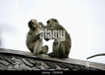 Indonesien, Borneo, Tanjunj Puting Nationalpark, Blick auf lange tailed Makaken auf Dach sitzt Stockfoto