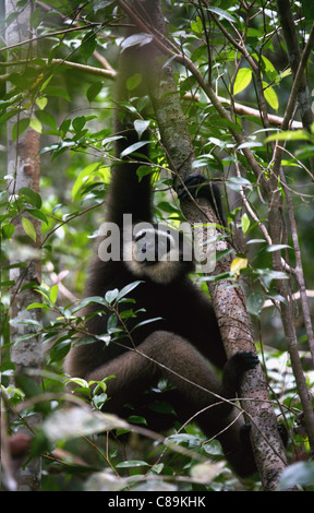 Indonesien, Borneo, Tanjunj Puting Nationalpark, Ansicht des Gibbon-Affen im Wald Stockfoto