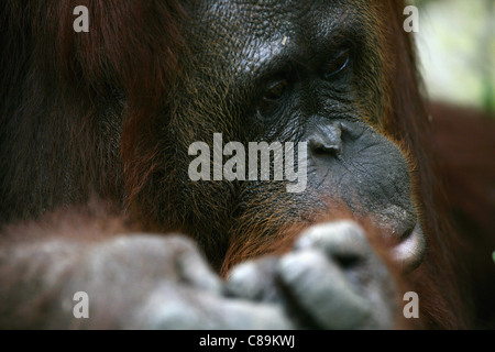 Indonesien, Borneo, Tanjunj Puting Nationalpark, Ansicht von Bornean Orangutan in Wald, Nahaufnahme Stockfoto