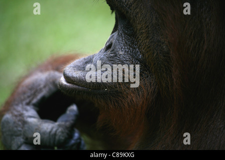 Indonesien, Borneo, Tanjunj Puting Nationalpark, Ansicht von Bornean Orangutan in Wald, Nahaufnahme Stockfoto