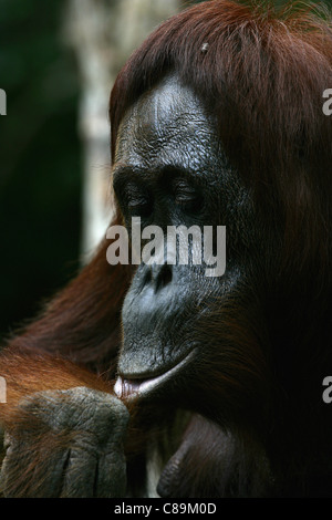 Indonesien, Borneo, Tanjunj Puting Nationalpark, Ansicht von Bornean Orangutan in Wald, Nahaufnahme Stockfoto