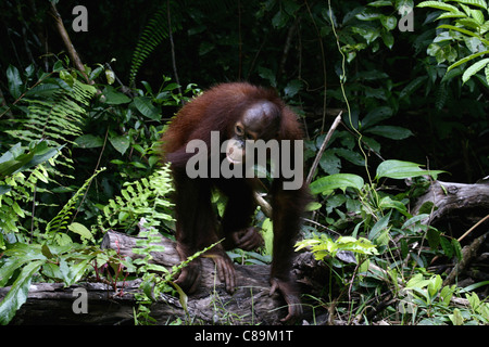 Indonesien, Borneo, Tanjunj Puting Nationalpark, Ansicht von Bornean Orangutan im Wald Stockfoto