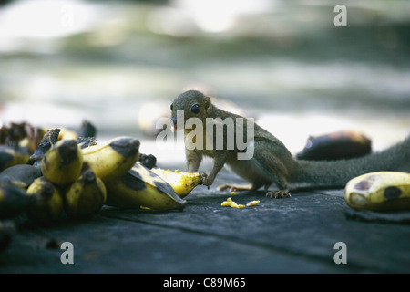 Indonesien, Borneo, Tanjunj Puting Nationalpark, Ansicht des Eichhörnchens Banane essen Stockfoto