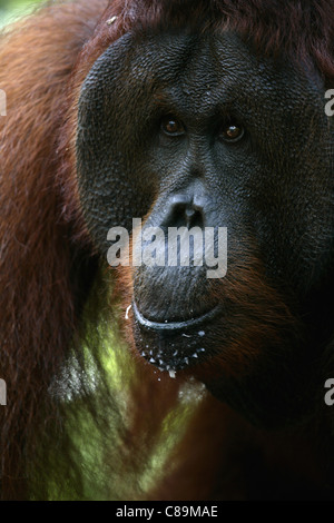 Indonesien, Borneo, Tanjunj Puting Nationalpark, Ansicht von Bornean Orangutan in Wald, Nahaufnahme Stockfoto