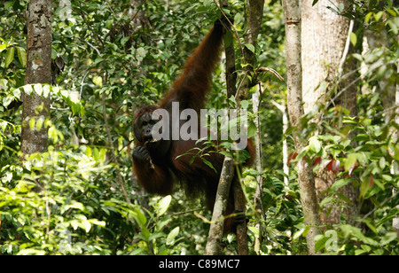 Indonesien, Borneo, Tanjunj Puting Nationalpark, Ansicht von Bornean Orangutan hängen im Wald Stockfoto