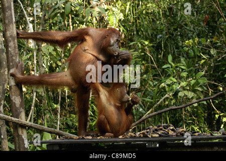 Indonesien, Borneo, Tanjunj Puting Nationalpark, Ansicht von Bornean Orangutan mit jungen in Wald Stockfoto