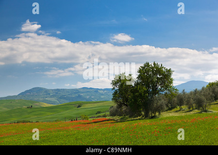 Italien, Toskana, Kreta, Ansicht von Mohnfeld mit Olivenbäumen Stockfoto