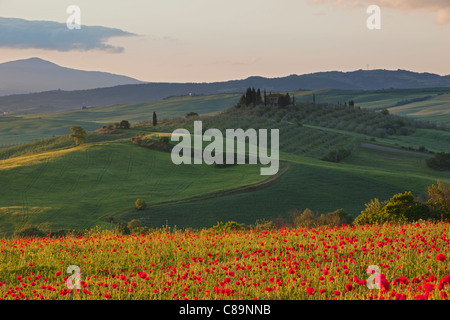 Italien, Toskana, Kreta, Ansicht von Mohnfeld vor Bauernhof bei Sonnenaufgang Stockfoto