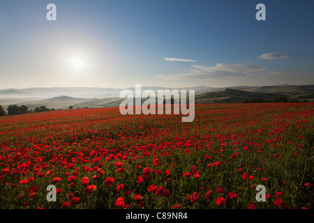 Italien, Toskana, Kreta, Blick auf roten Mohnfeld bei Sonnenaufgang Stockfoto