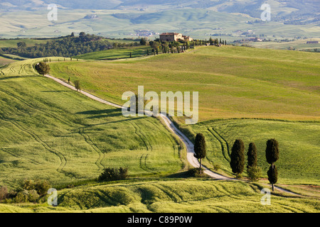 Italien, Toskana, Val d ' Orcia, Blick auf die hügelige Landschaft und Bauernhof mit Zypressen Stockfoto