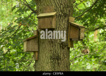 Fledermauskästen auf Eiche in Colerne Parkwald, Wiltshire, UK-September 2007 Stockfoto