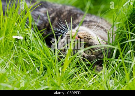 Deutschland, Bayern, Europäisch Kurzhaar Katze auf der Wiese liegend Stockfoto