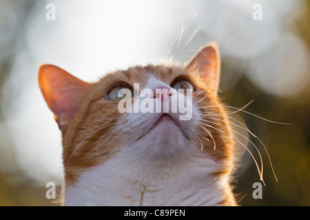 Deutschland, Bayern, Nahaufnahme von Ingwer und weißer Farbe Europäisch Kurzhaar Katze Stockfoto