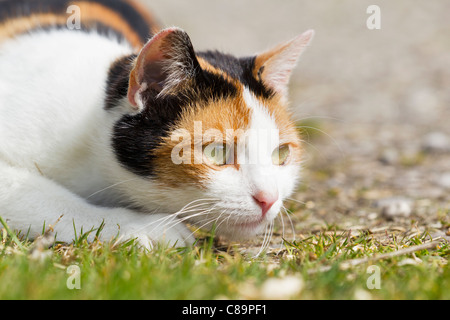 Deutschland, Bayern, Nahaufnahme von drei farbigen Europäisch Kurzhaar-Katze Stockfoto