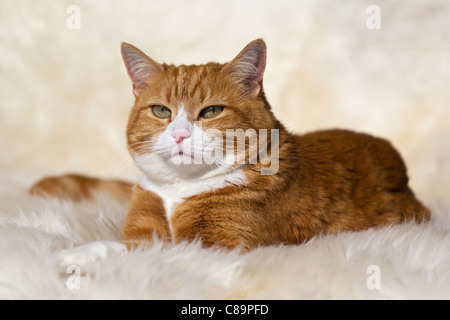 Bayern, Deutschland, Europäisch Kurzhaar Katze liegend auf Pelz hautnah Stockfoto