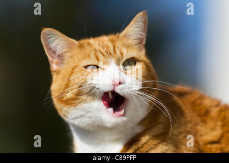 Deutschland, Bayern, Nahaufnahme von böse Europäisch Kurzhaar-Katze Stockfoto