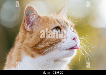 Deutschland, Bayern, Nahaufnahme von Ingwer und weißer Farbe Europäisch Kurzhaar Katze Stockfoto