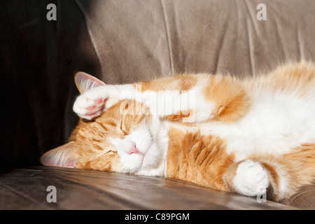 Deutschland, Bayern, Nahaufnahme von Europäisch Kurzhaar Katze liegend auf Ledercouch Stockfoto