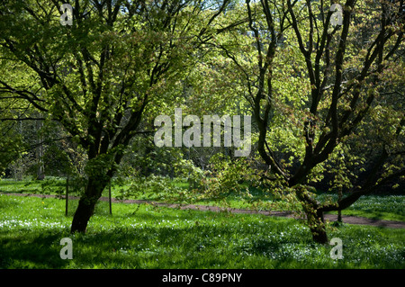 Ein Blick auf einige Bäume in einem Waldgebiet im Westonbirt Arboretum im Frühjahr UK Stockfoto