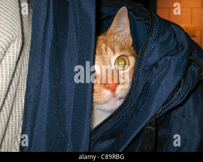 Nahaufnahme von roten Katze in einen Rucksack. Stockfoto