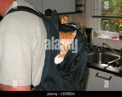 Roten Erwachsene Katze in einen blauen Rucksack Stockfoto