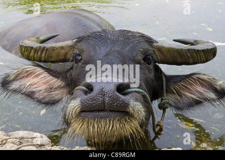 China, Xing Ping, Blick auf Wasserbüffel, Nahaufnahme Stockfoto