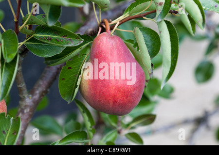 Williams-Birne Fruchtreife im Sommer gegen eine Wand Gartenhaus Stockfoto