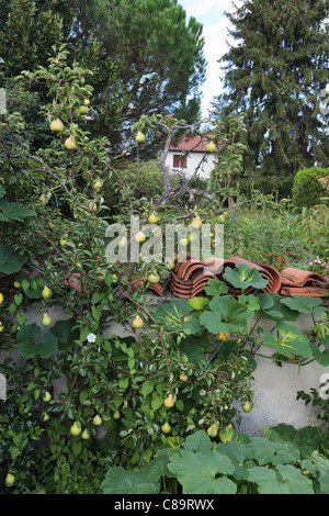 Williams-Birne Fruchtreife im Sommer gegen eine Gartenmauer Stockfoto