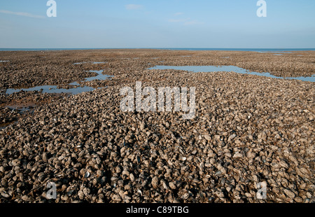 Muscheln auf Hunstanton Beach, West Norfolk, england Stockfoto